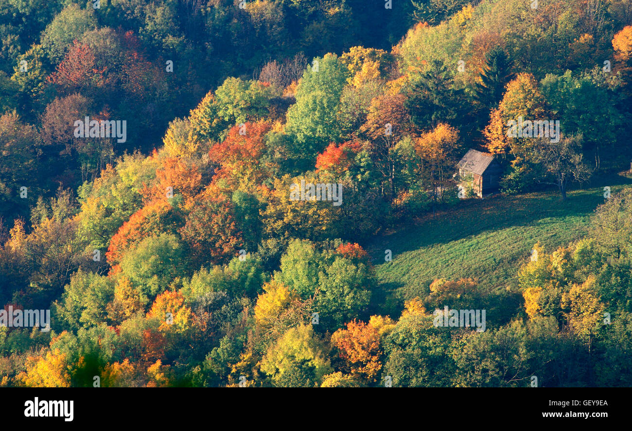Vienna Woods, Vieena Stock Photo