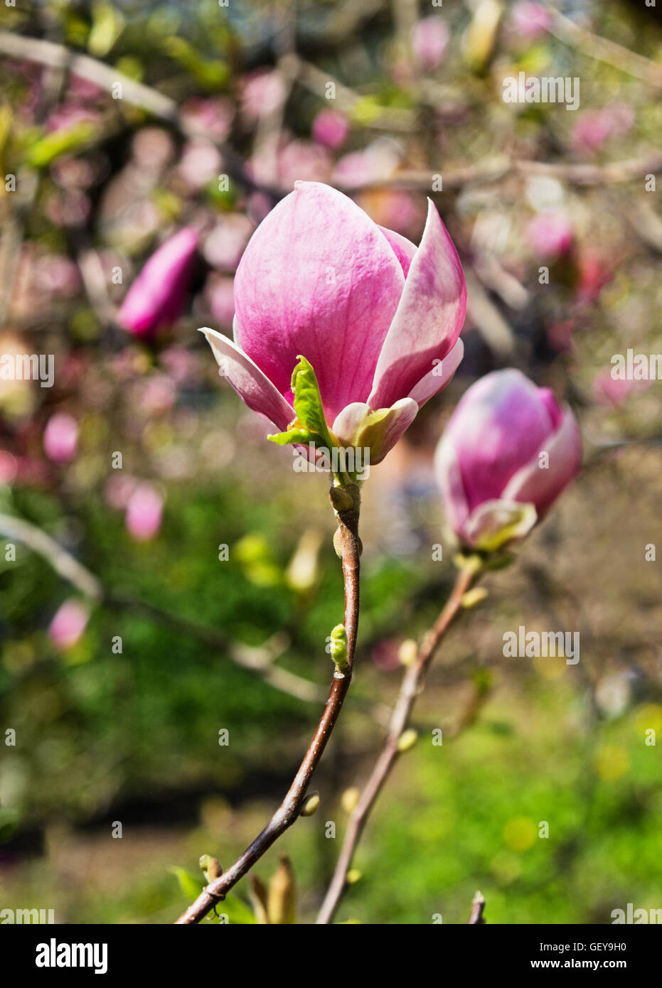 Blooming flower of magnolia tree in springtime Stock Photo - Alamy