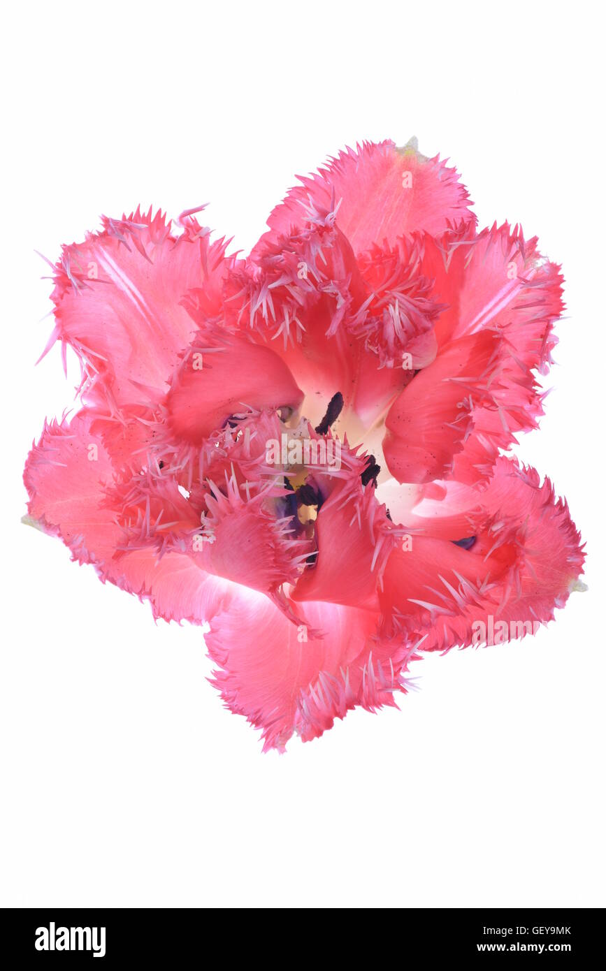 Single Pink Tulip Flower Isolated on White Background Stock Photo - Alamy