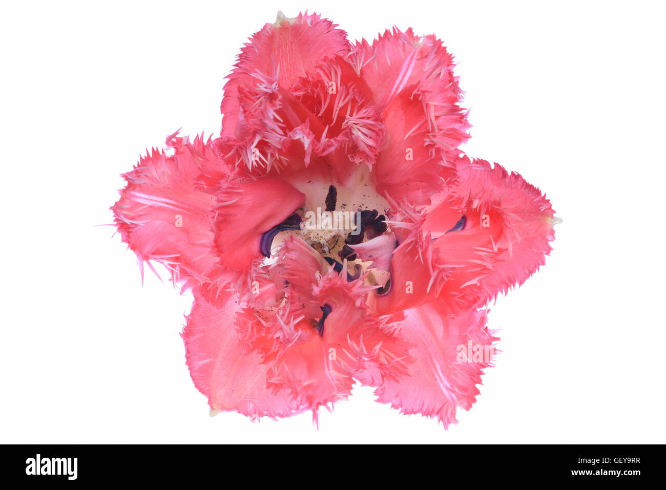 Single Pink Tulip Flower Isolated on White Background Stock Photo - Alamy