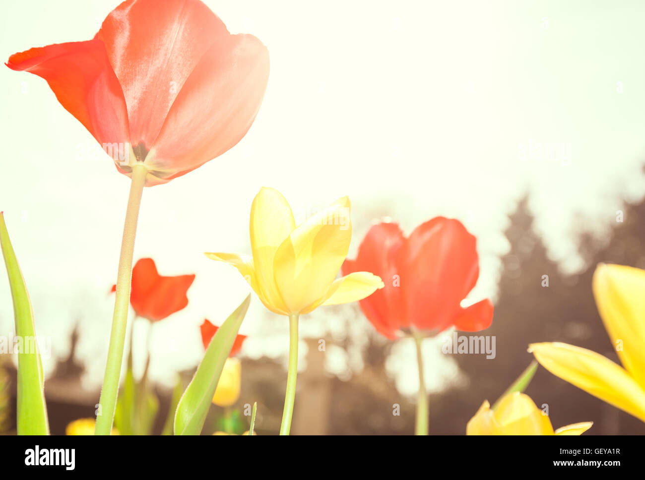 Red and yellow tulips in the garden in spring Stock Photo - Alamy