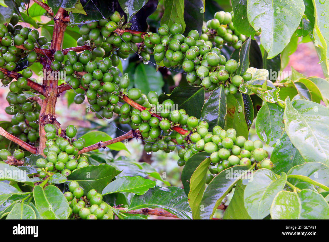 Green coffee bean on tree Stock Photo