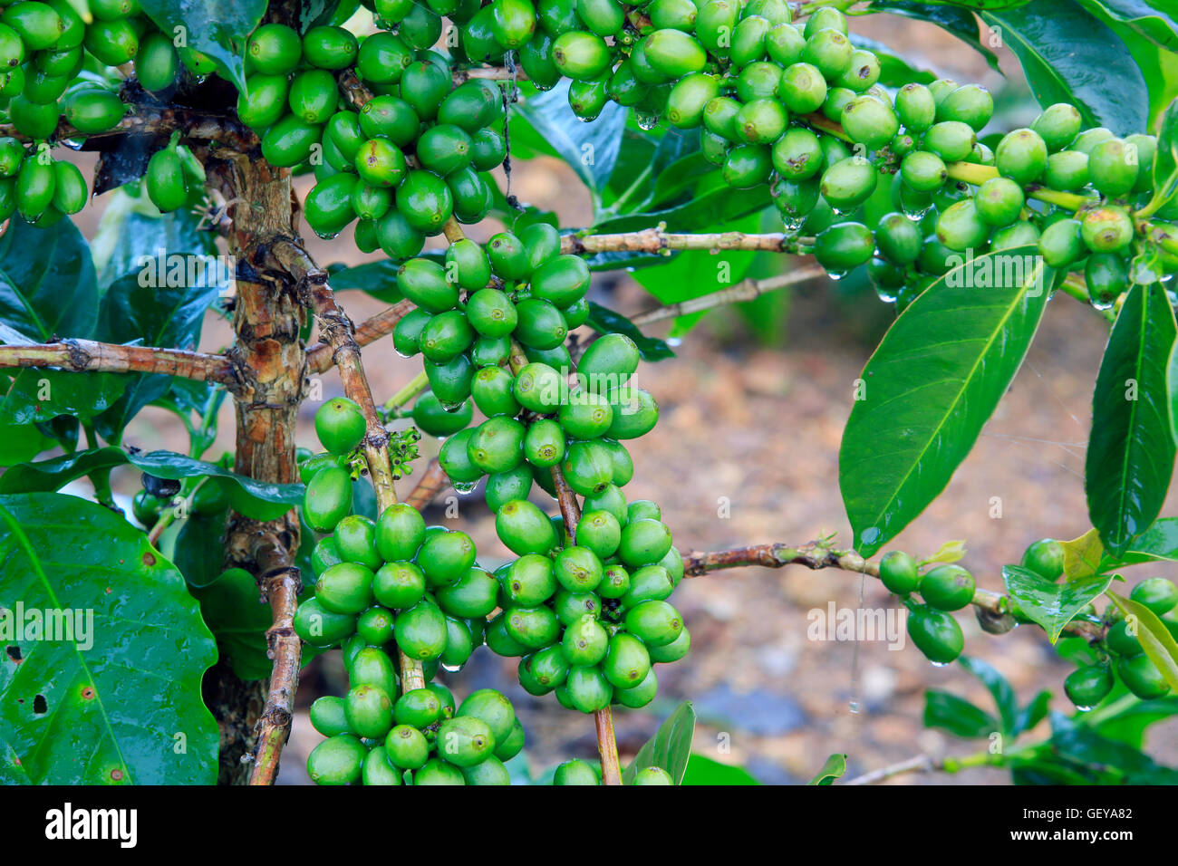 Green coffee bean on tree Stock Photo