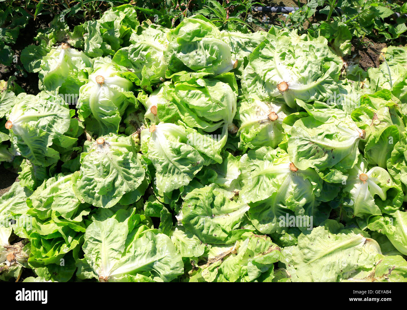 Harvesting lettuce Stock Photo