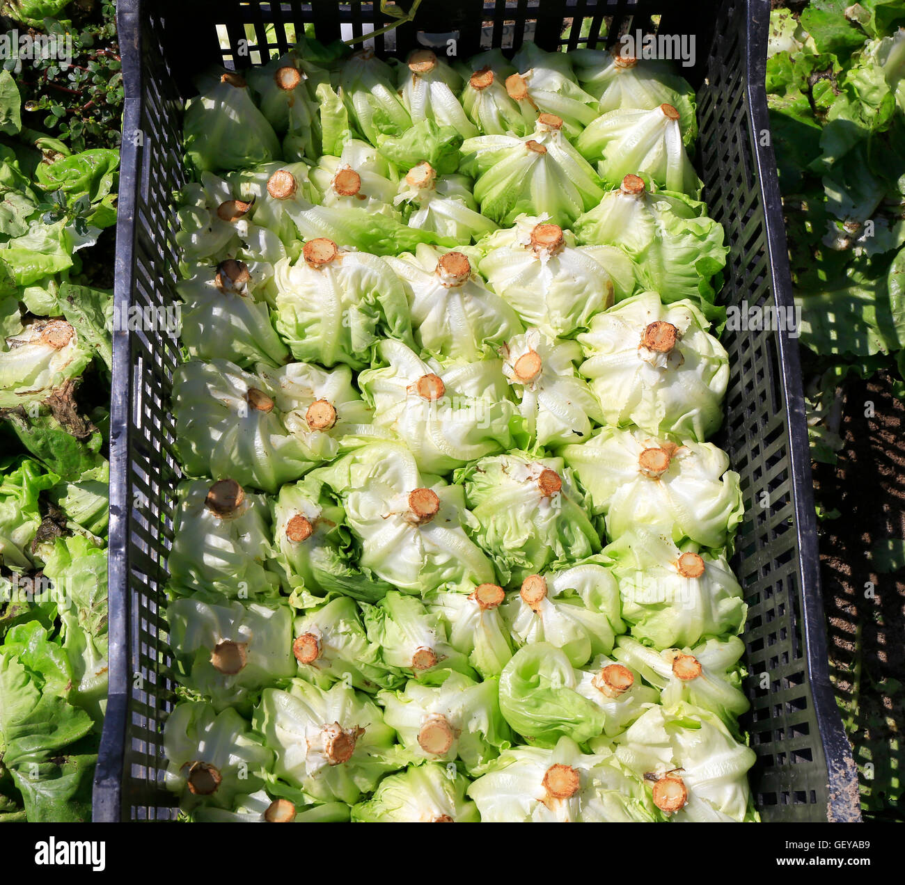 Harvesting lettuce Stock Photo