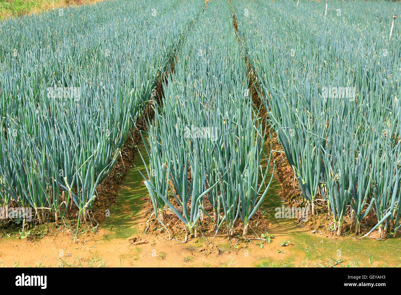 fields of onion Stock Photo Alamy