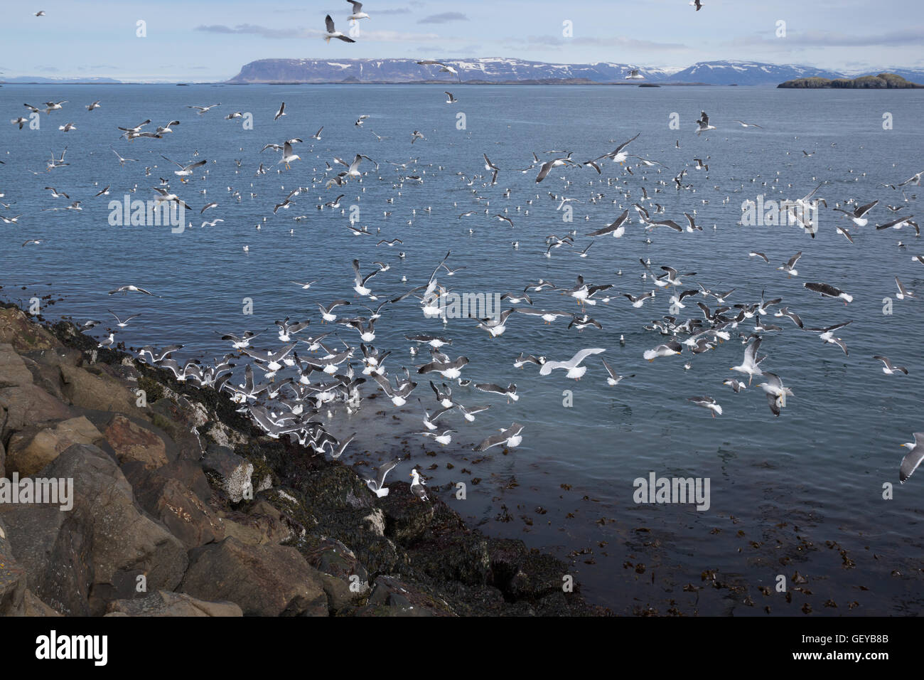 Hundreds of seagulls on coast of Iceland Stock Photo