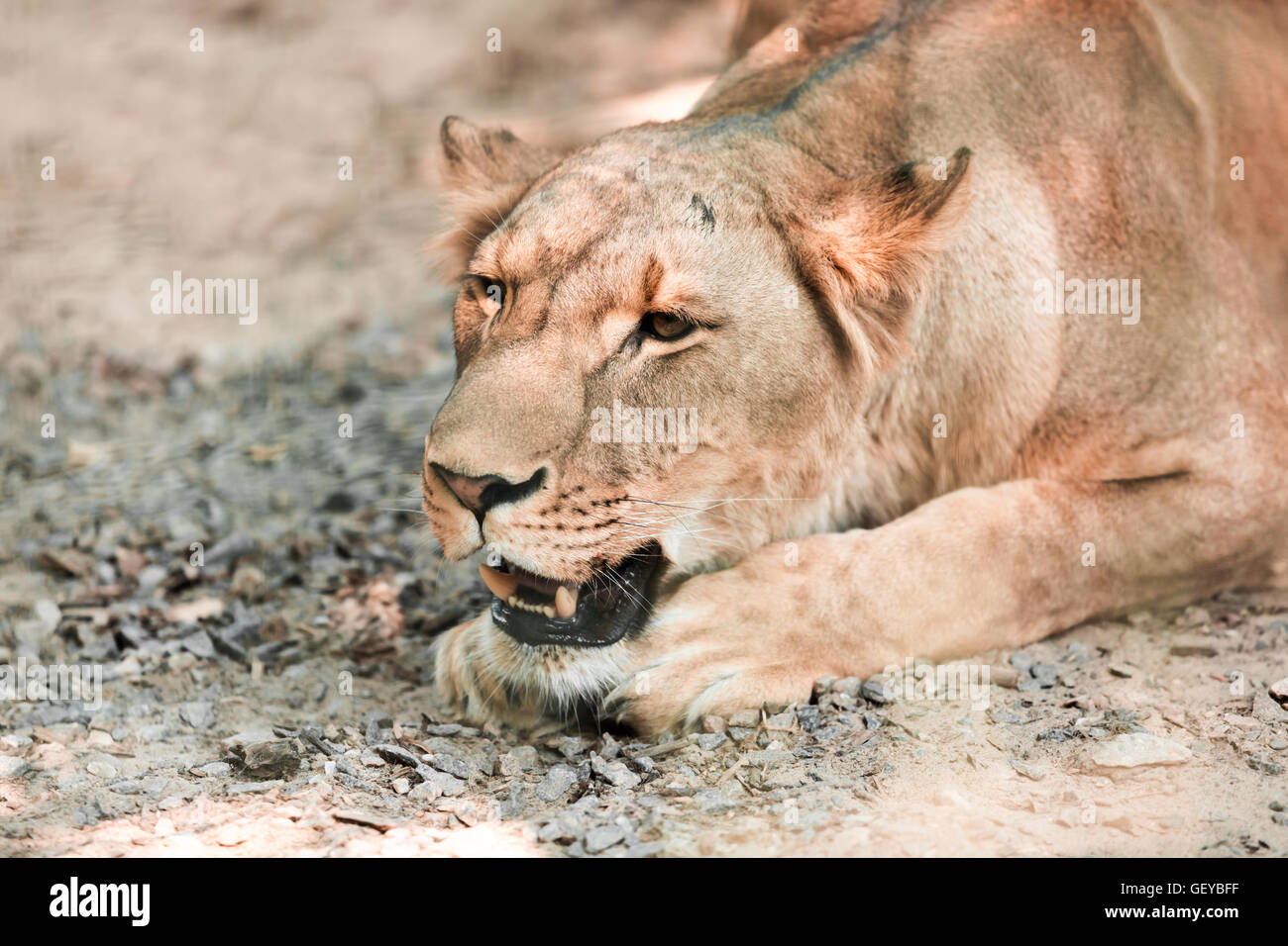 portrait the animal African lioness lying close-up Stock Photo