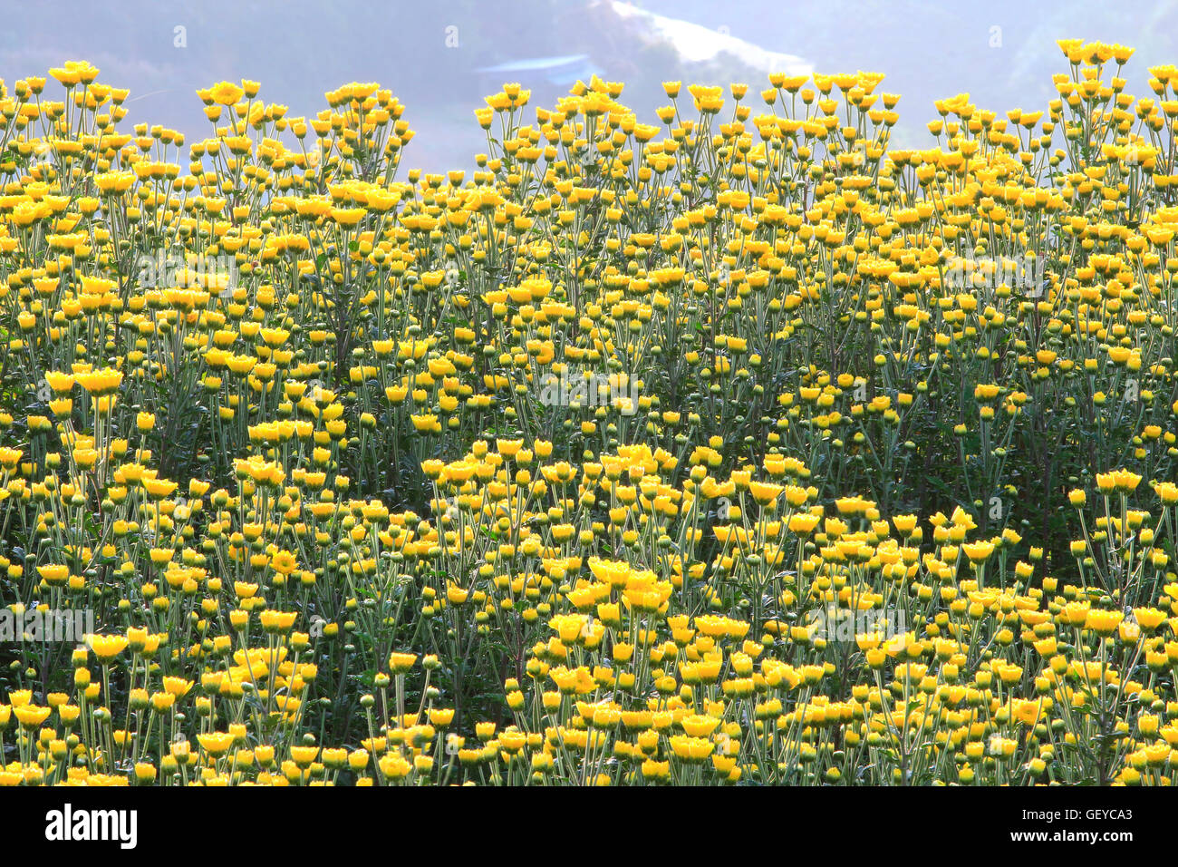 yellow flowers field Stock Photo Alamy