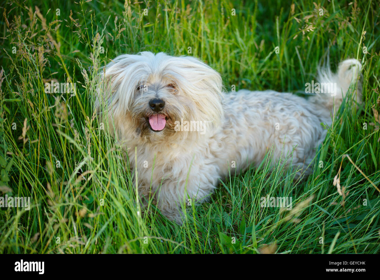 shaggy dog in summer park Stock Photo Alamy