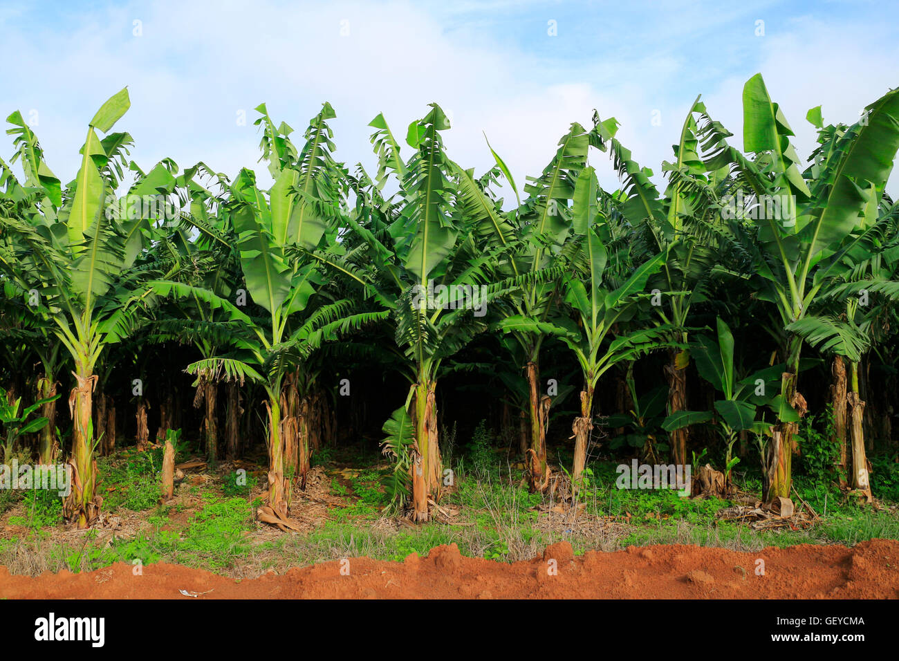 Banana Plantation Field in Vietnam Stock Photo Alamy