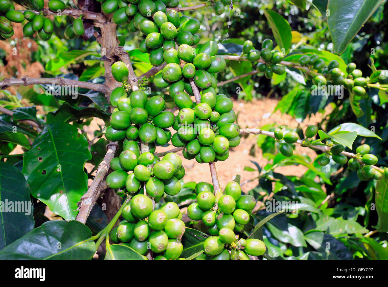 Green coffee beans, Green coffee beans growing on the branch Stock