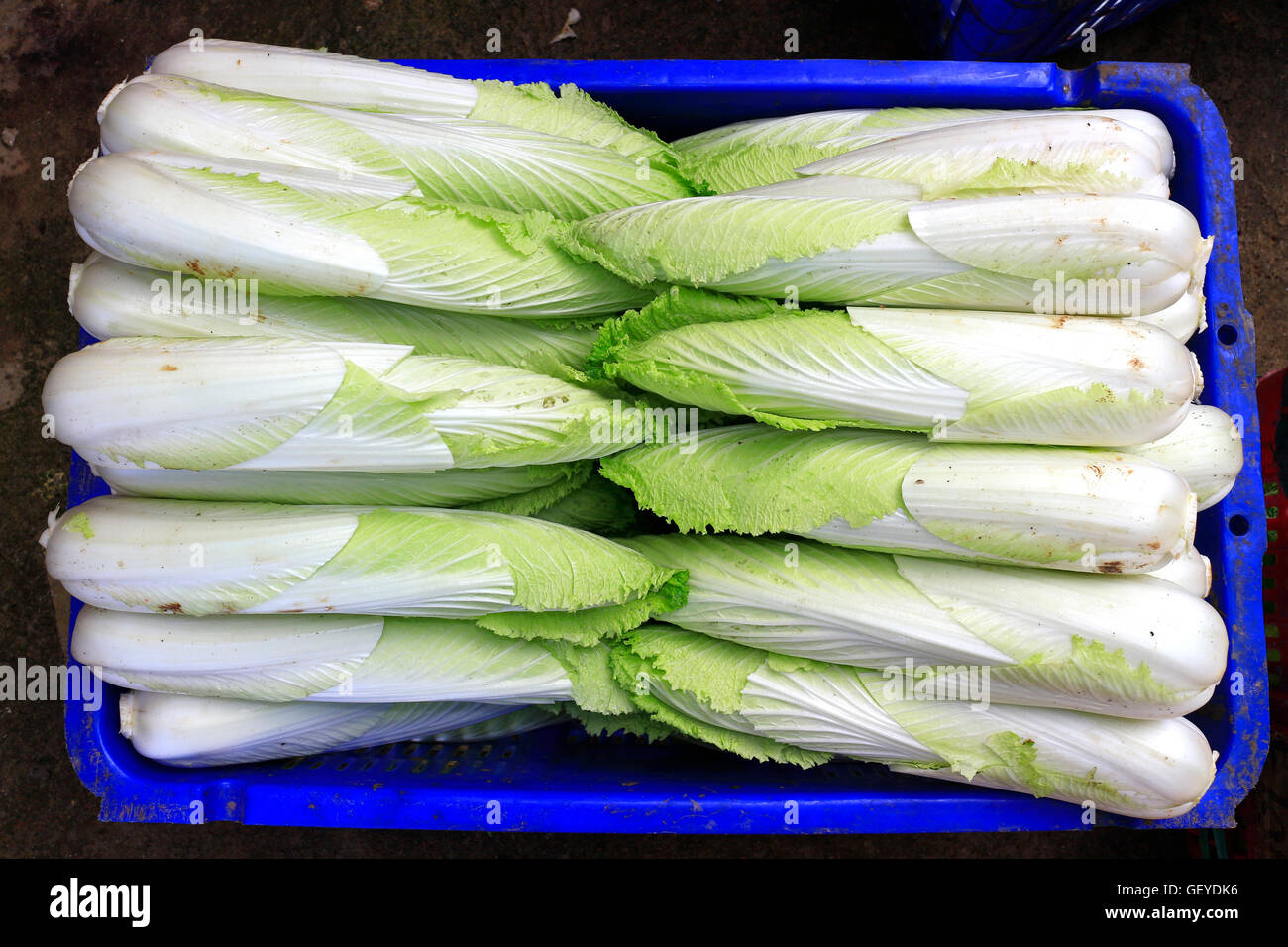 Oganic food napa, nappa, or Chinese cabbage array in rows on market