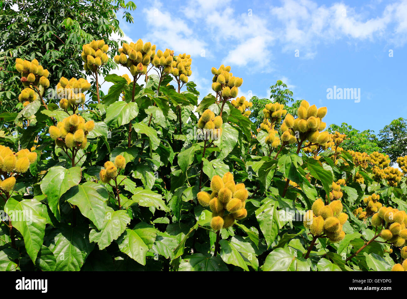 Curry plant in Vietnam Stock Photo Alamy