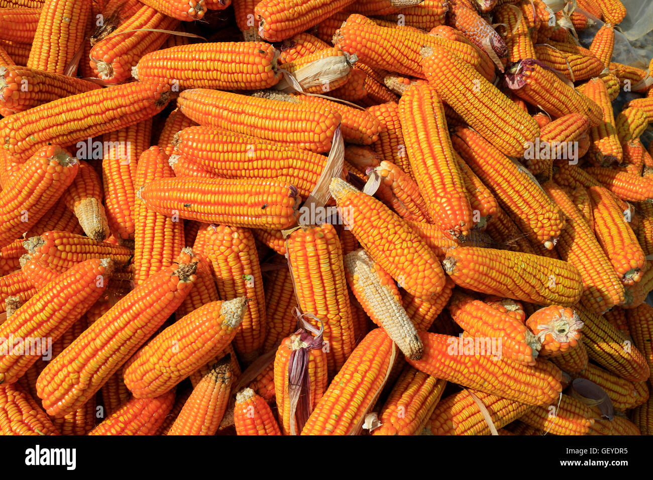 Corn On The Cob Boiled Corn Corn Meal Ripe Corn Juicy Corn Photo