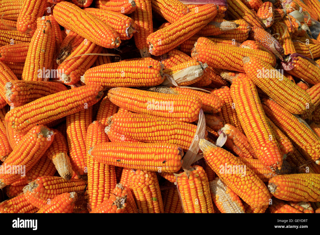 corn on the cob boiled corn corn meal ripe corn juicy corn Photo boiled corn Photo popcorn corn background tasty corn Stock Photo