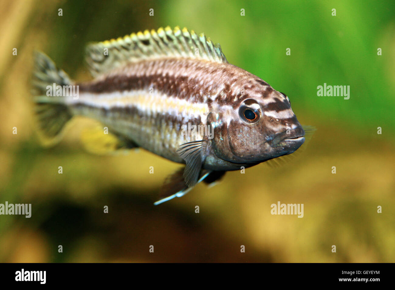 African Cichlid, Melanochromis Auratus Stock Photo
