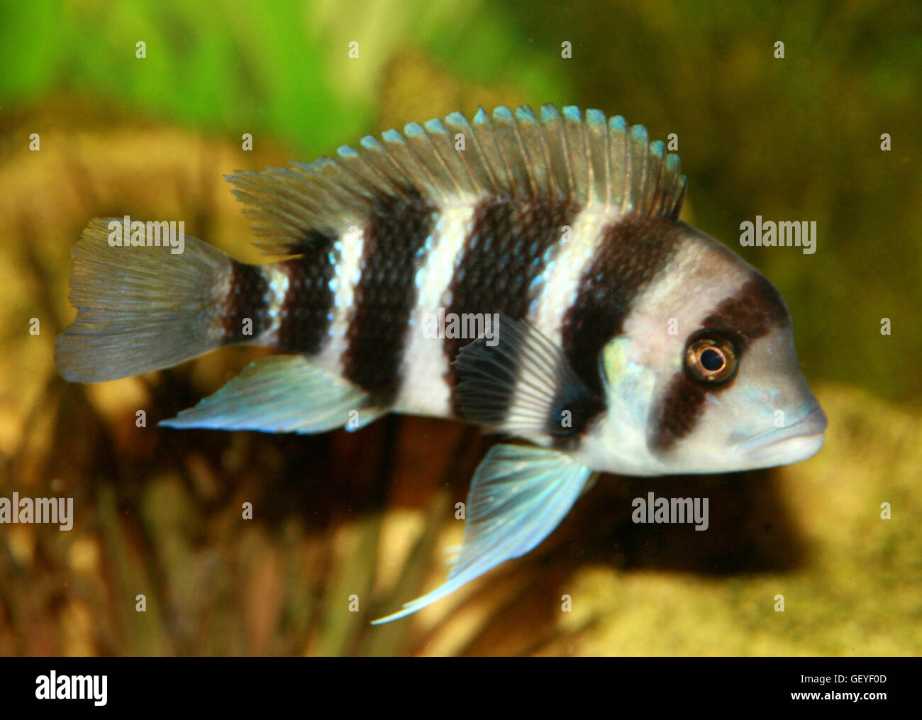 African Cichlid, Frontosa, Cyphotilapia Frontosa Stock Photo