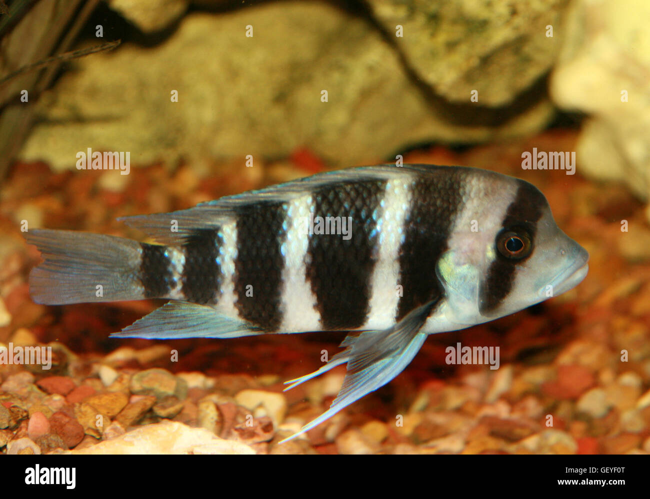 African Cichlid, Frontosa, Cyphotilapia Frontosa Stock Photo