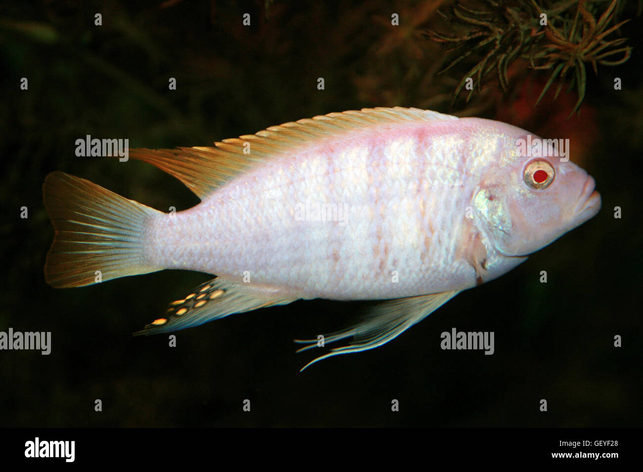 African Cichlid, Albino, Pseudotropheus Zebra Stock Photo