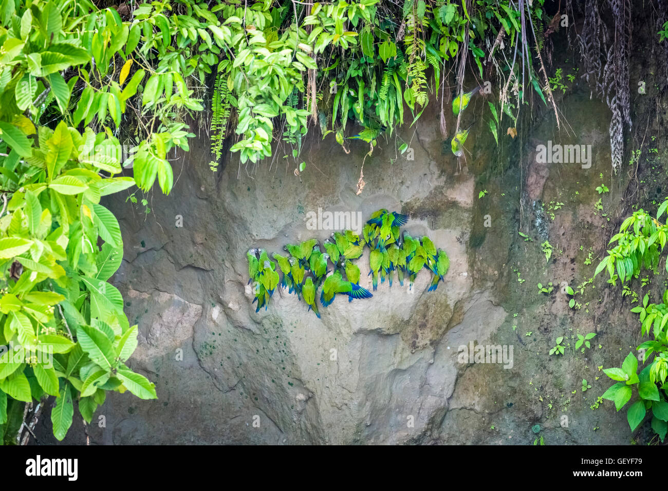 Green Mealy Amazon or Mealy Parrots (Amazona farinosa) feeding on a clay lick on the banks of the Napo River, Ecuador Stock Photo