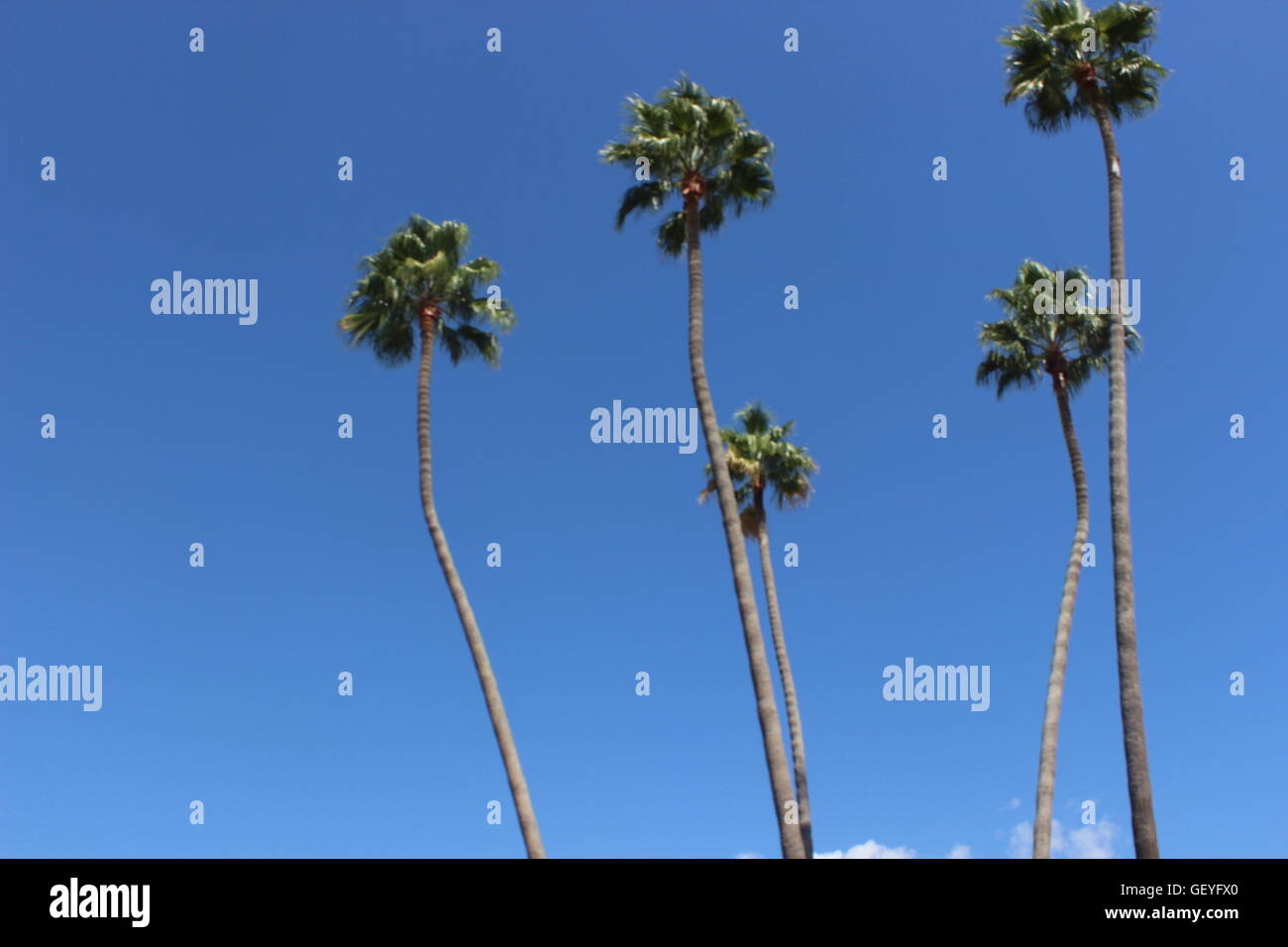Los angeles palm trees hires stock photography and images Alamy