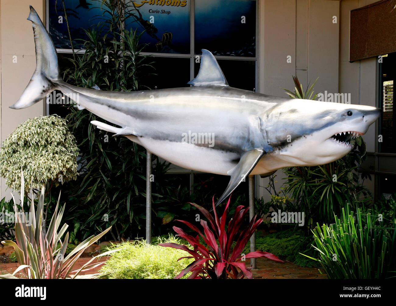 Statue of the Great White Shark at the entrance of Natal Sharks Board, Umhlanga, near Durban