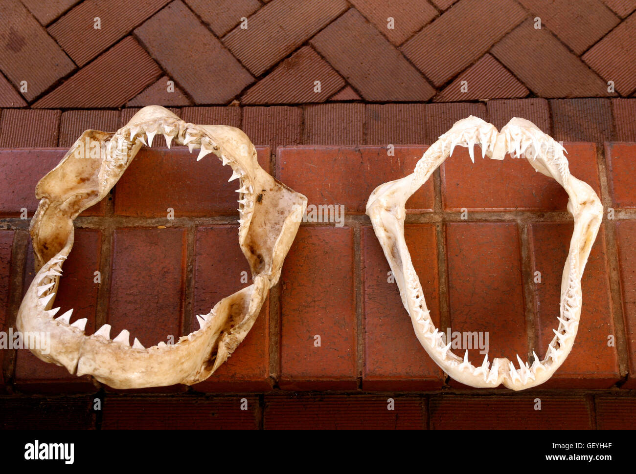 Shark Jaws, Great White and Ragged Tooth, Natal Sharks Board, Umhlanga, KwaZulu-Natal, South Africa Stock Photo