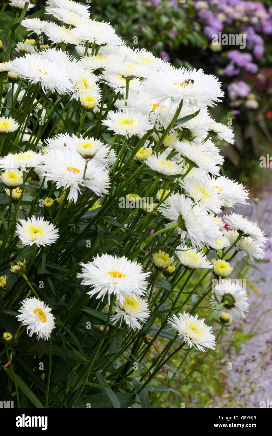 White double flowers of the selected form of the oxeyse daisy, Leucanthemum 'Shapcott Summer Cloud' Stock Photo