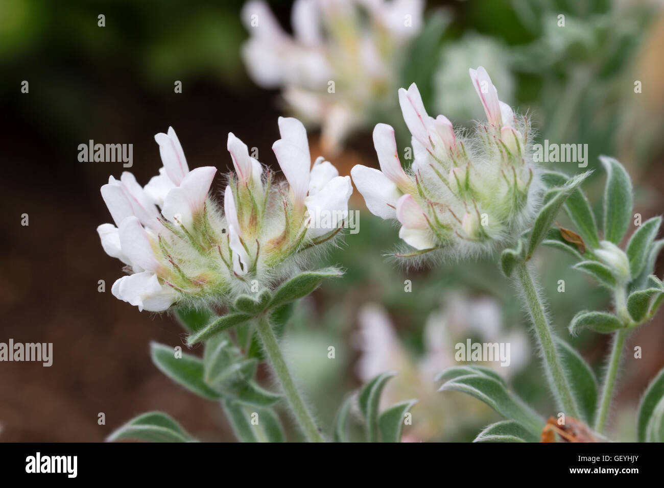 White pea flowers of the shrubby Canary clover, Lotus hirsutus Stock Photo