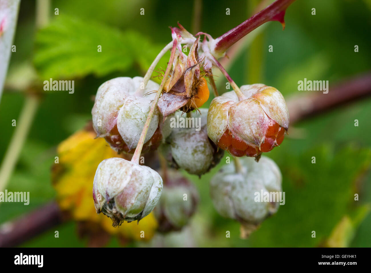 Summer fruit of the white stemmed ghost bramble, Rubus cockburnianus Stock Photo