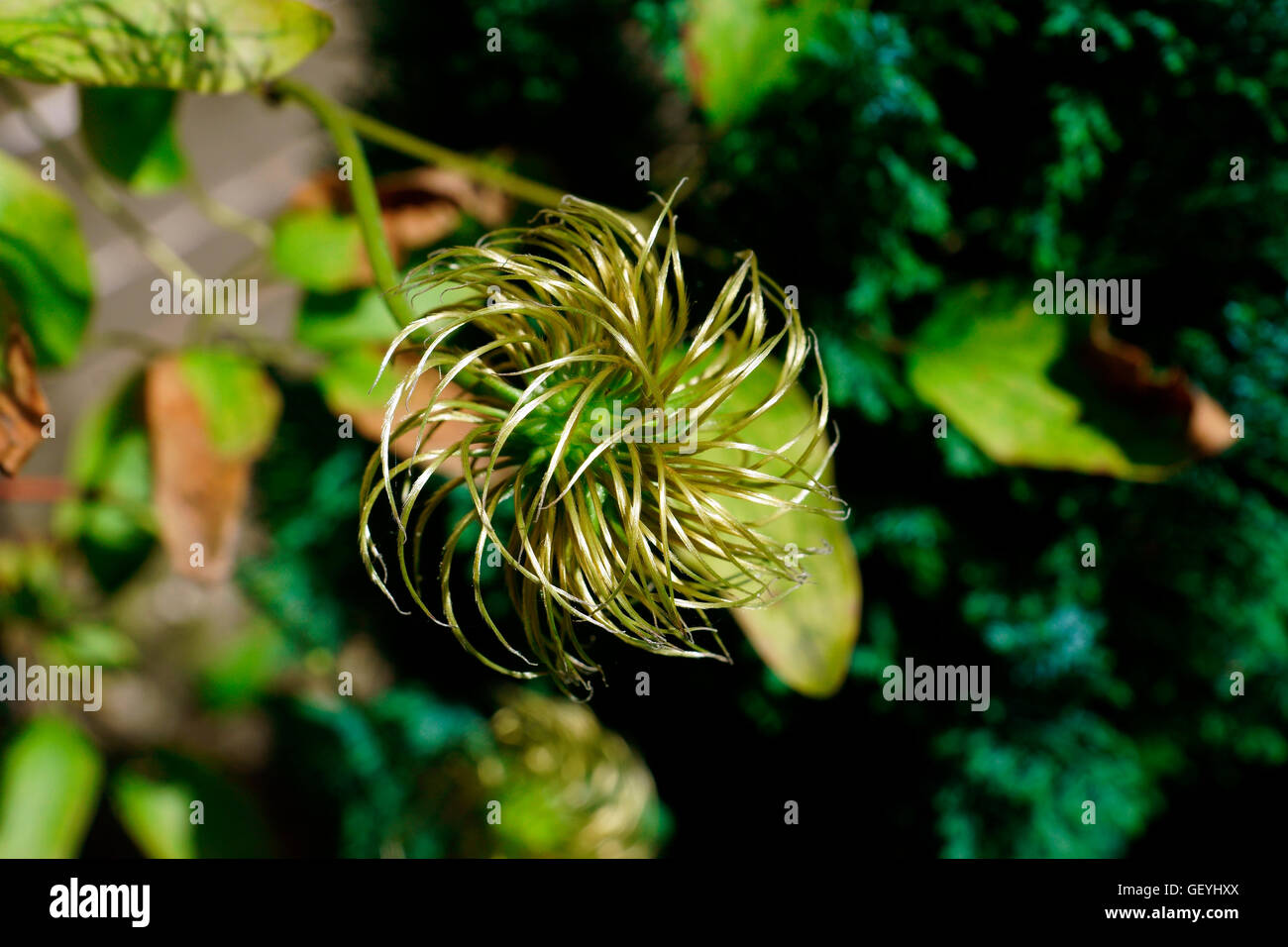 CLEMATIS AFTER FLOWER Stock Photo