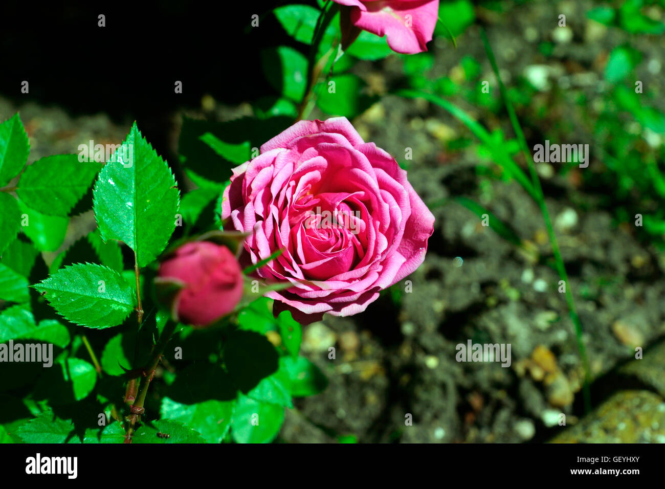 PINK ROSE IN BLOOM Stock Photo - Alamy