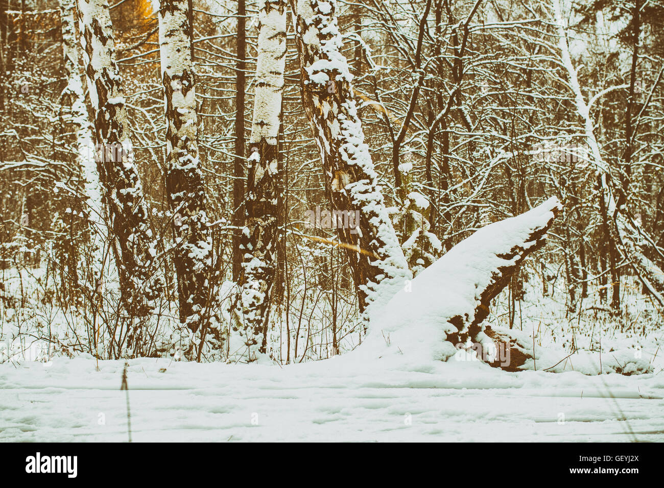 Late fall / cold evening in the forest / retro filter Stock Photo - Alamy