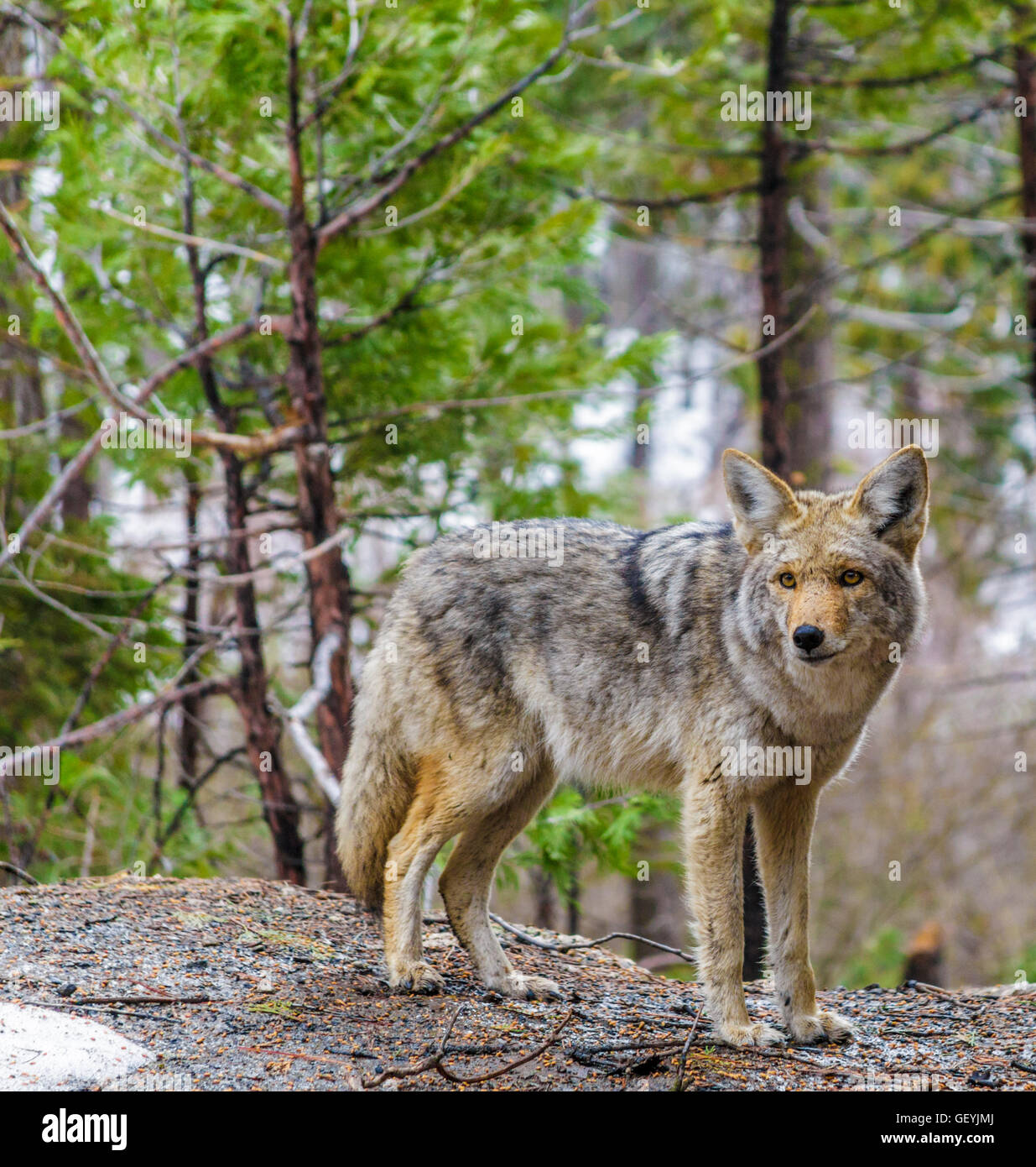 Coyote in Yosemite National Park Stock Photo