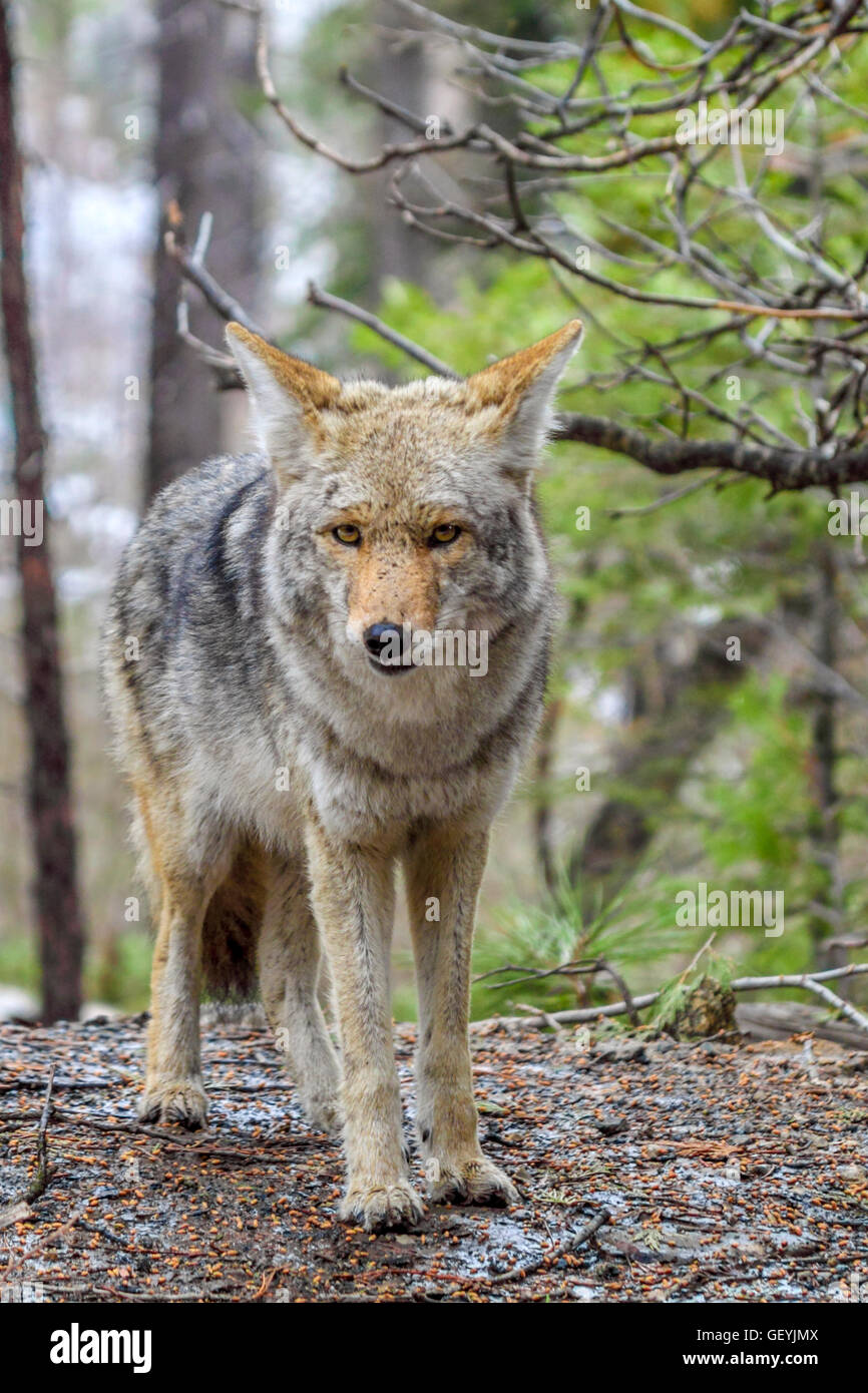 Coyote in Yosemite National Park Stock Photo