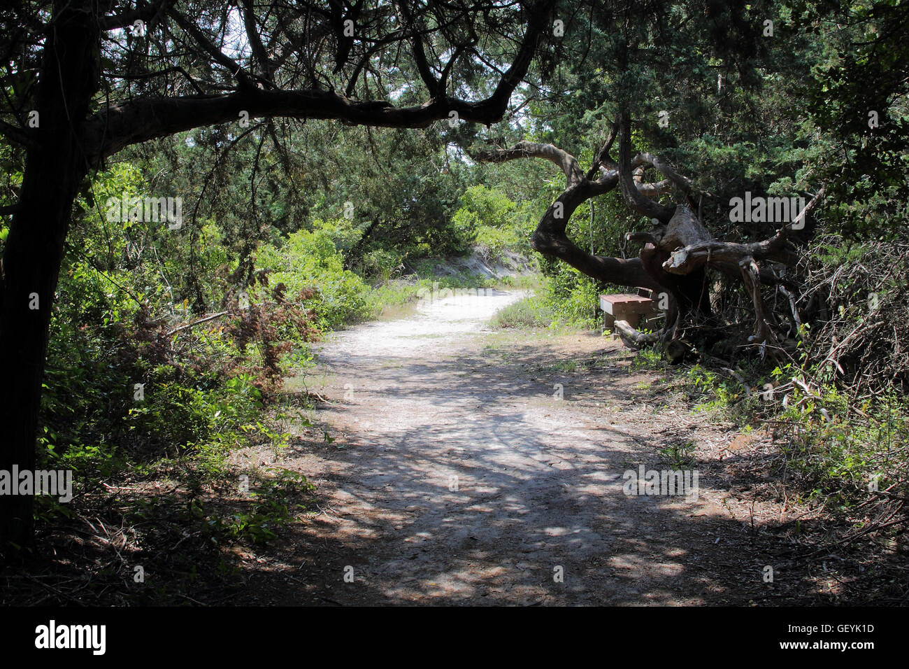 Sandy path to beach through trees bushes and grass Stock Photo