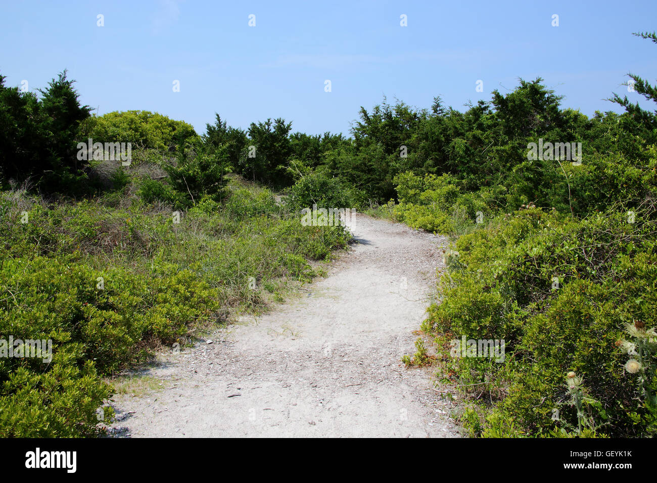 Sandy path to beach through bushes and grass Stock Photo
