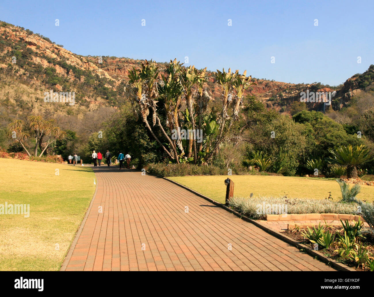 Path With Trees And Mountains Walter Sisulu National Botanical Gardens Path With Trees And Mountains Walter Sisulu National Botanical Gardens