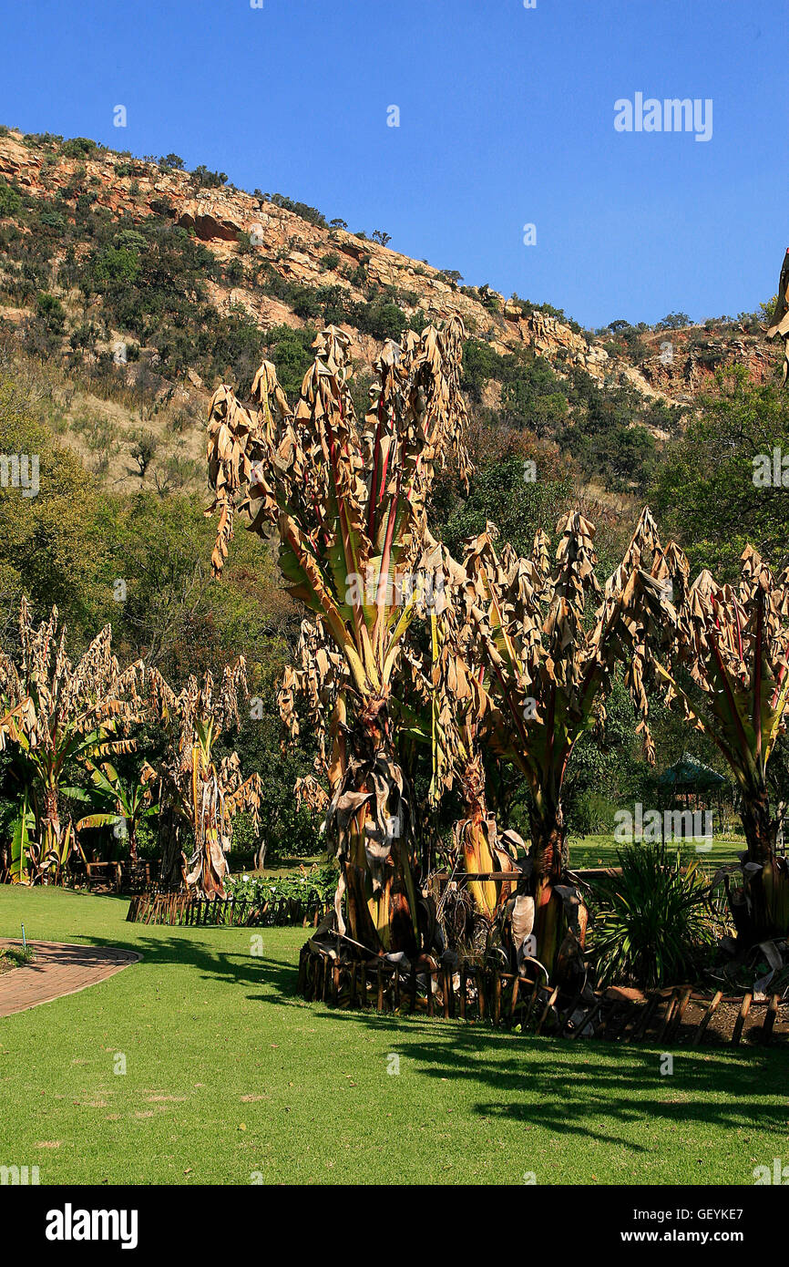 Banana Palm Trees, Walter Sisulu National Botanical Gardens, Roodepoort