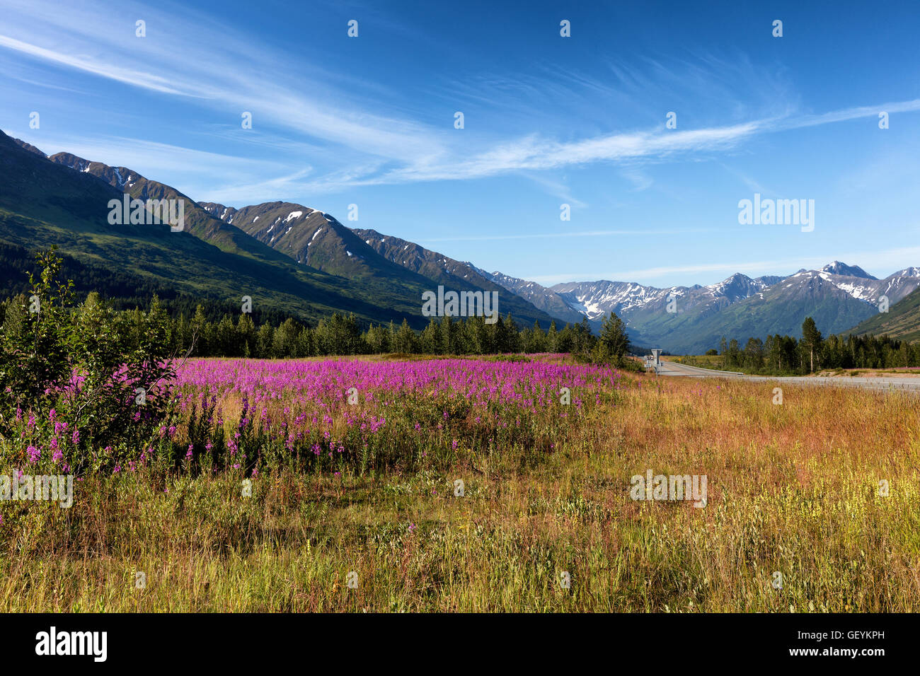 Wild flowers in field with mountains and sky in background. Selective focus in forefront. Stock Photo