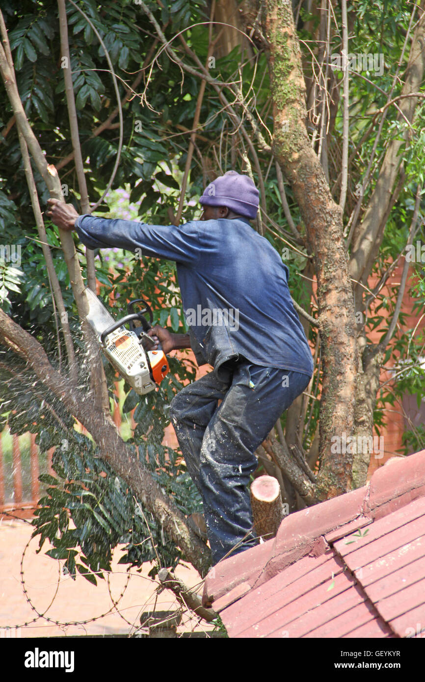 African bluecollar worker cutting branch with petrol chainsaw, Pretoria, South Africa Stock