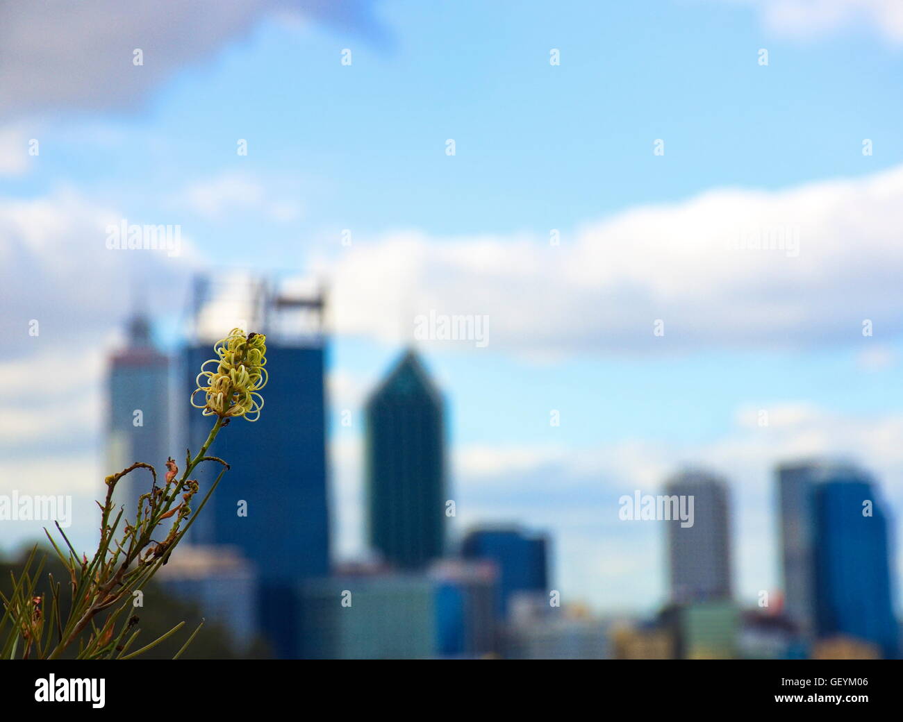 Banksia wild flower in yellow with Perth city in the background Stock Photo