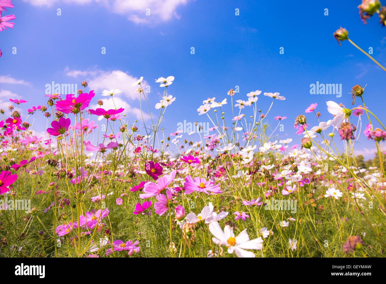 colorful cosmos flowers in the garden with blue sky background in ...