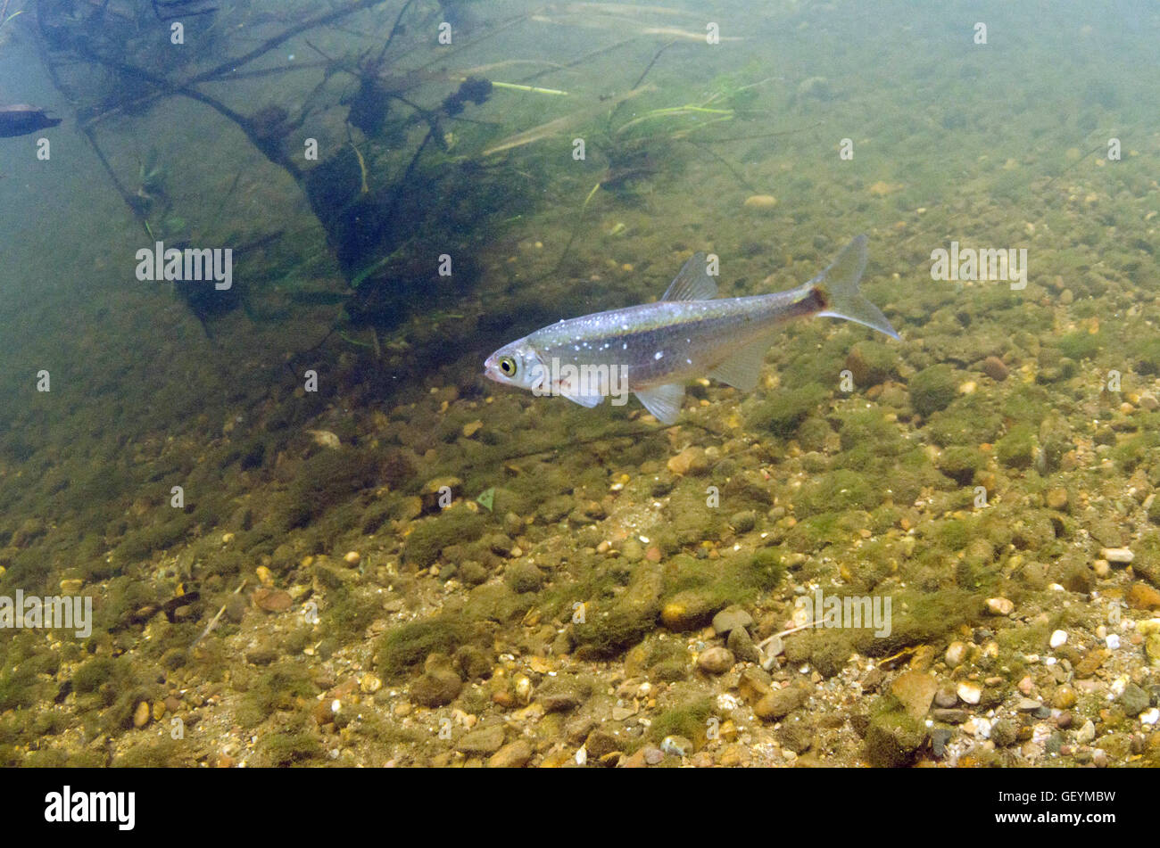 Common Bleak Underwater, UK Stock Photo