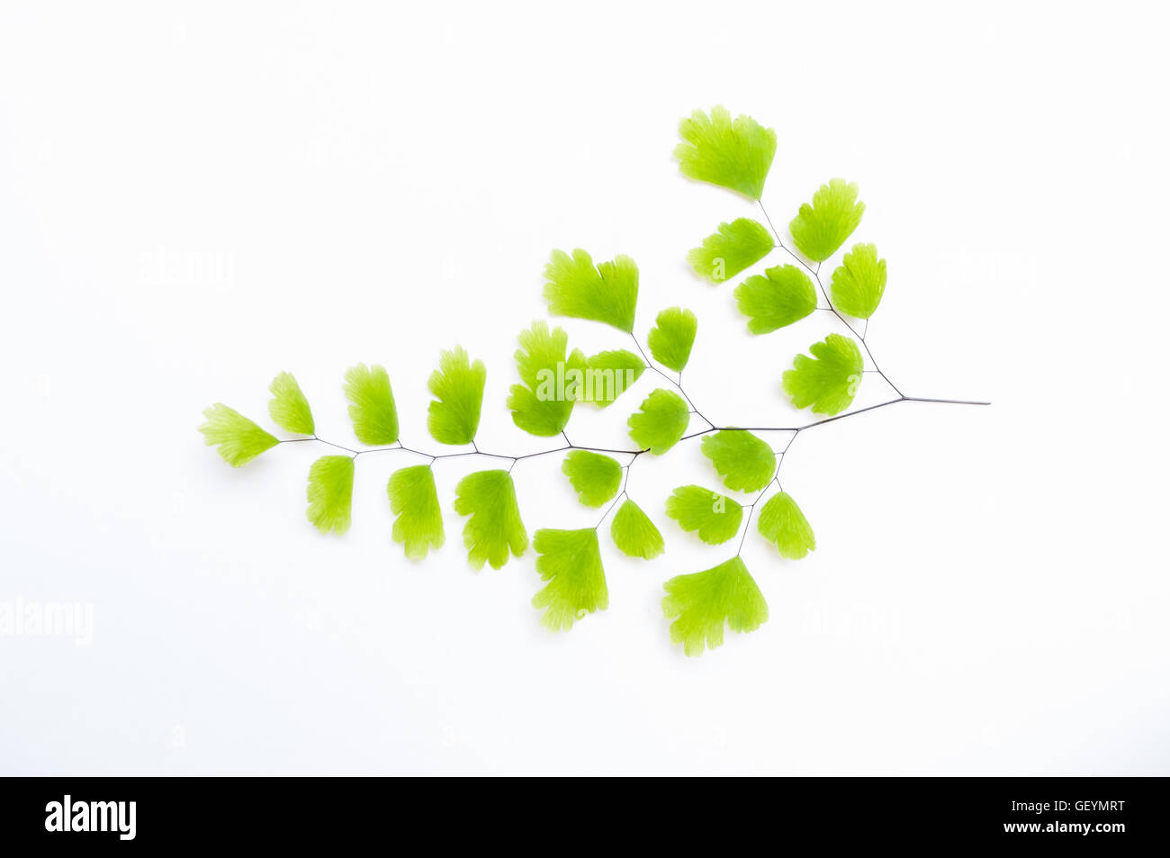 Maidenhair fern (Adiantum sp.) leaves on white background with soft shadow. It is used in herbal medicine as tea or syrup, for i Stock Photo