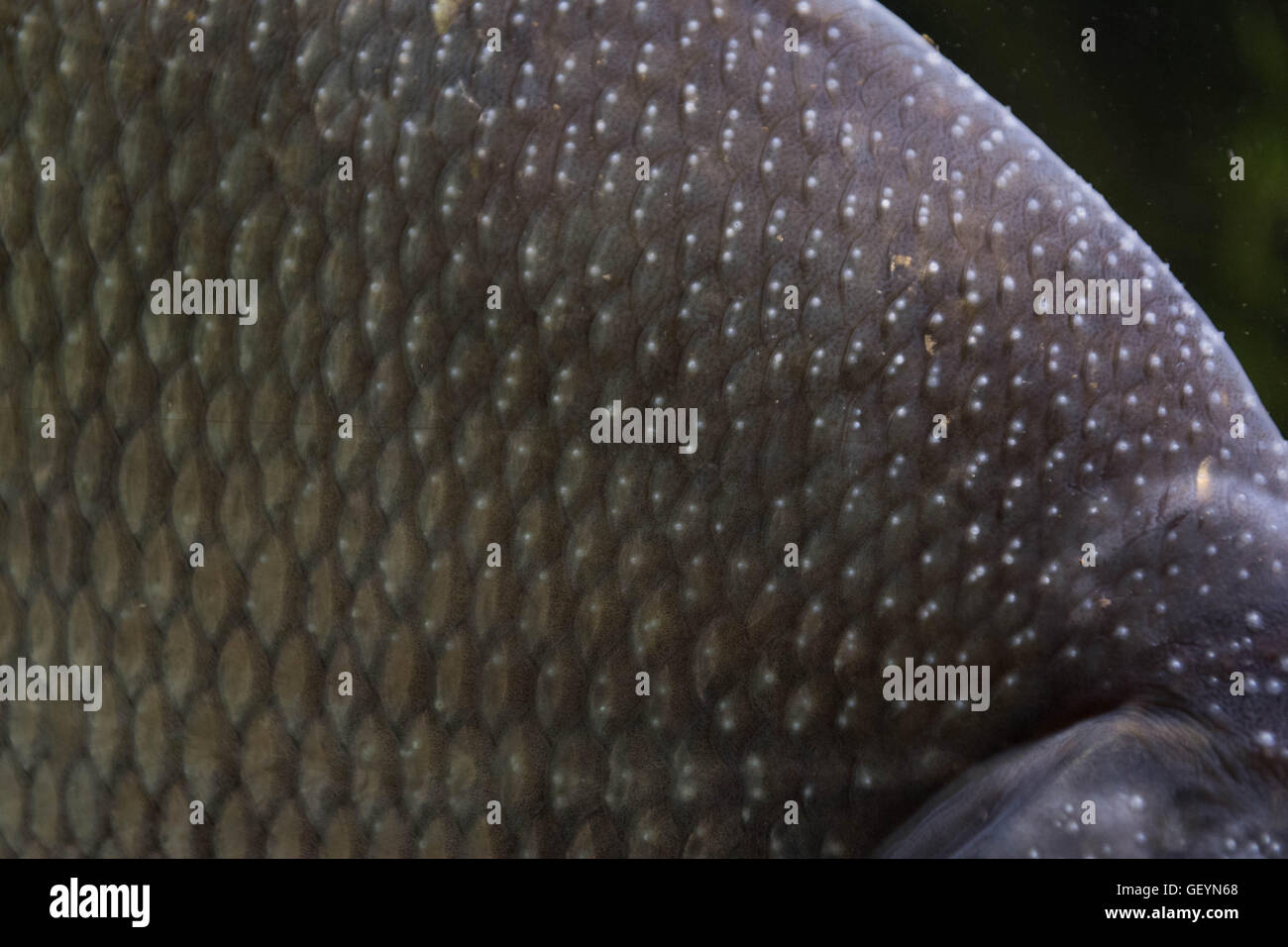 Common Bream Underwater Stock Photo