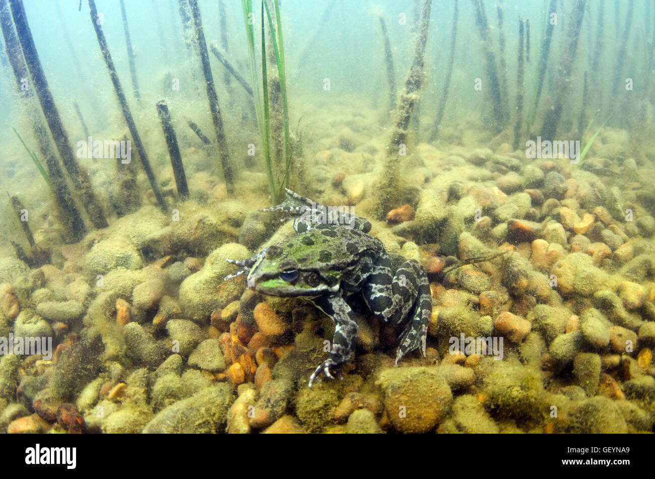 Marsh frog underwater Stock Photo Alamy