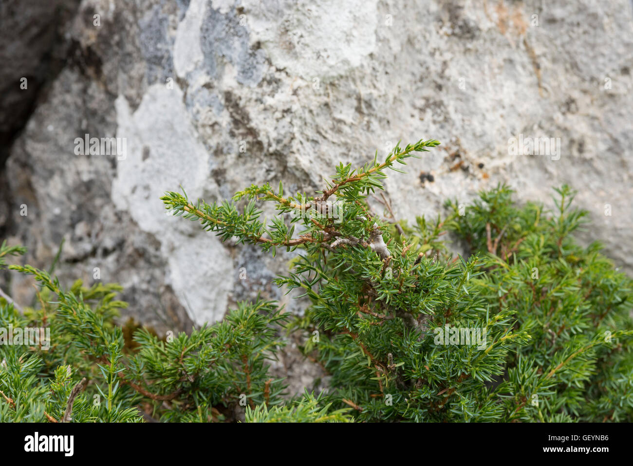 Detail of branches and leaves of Common Juniper, Juniperus communis subsp. alpina. Photo taken in Saliencia Valley, Somiedo Natu Stock Photo