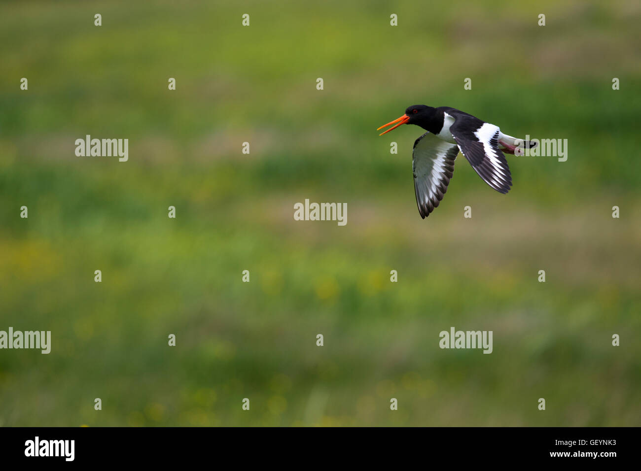 Oystercatcher in Flight Stock Photo Alamy